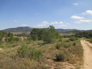 IMG_8865