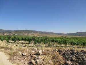 IMG_8885